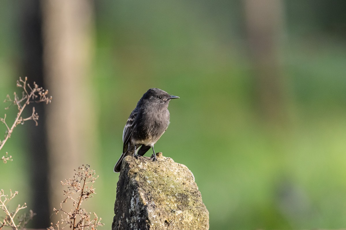 Black Phoebe - ML643908406
