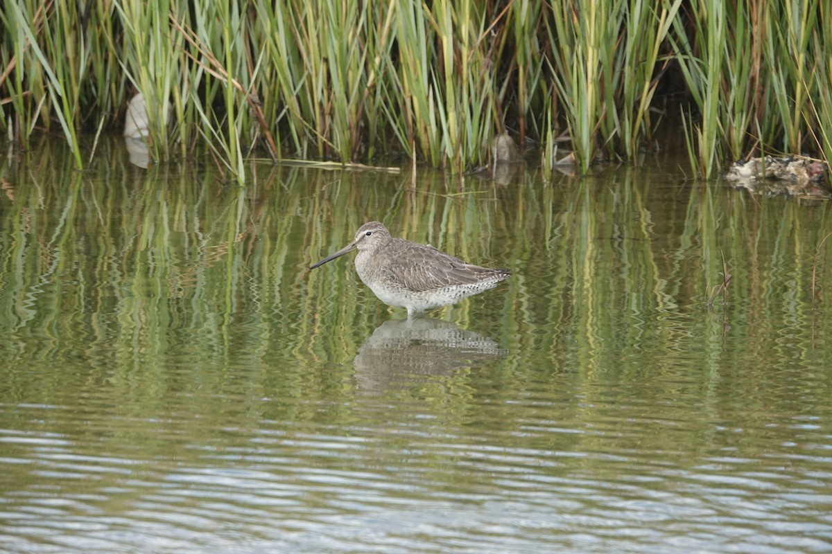 Short-billed Dowitcher - ML643908407