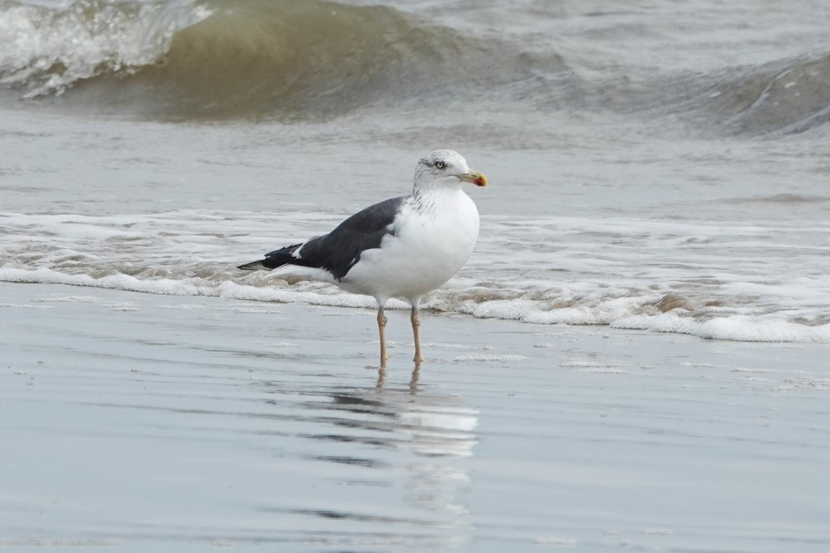 Lesser Black-backed Gull - ML643908411