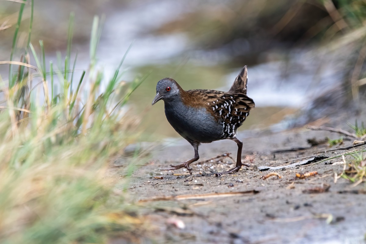 Dot-winged Crake - ML643908426