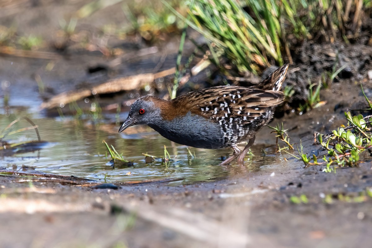 Dot-winged Crake - ML643908427