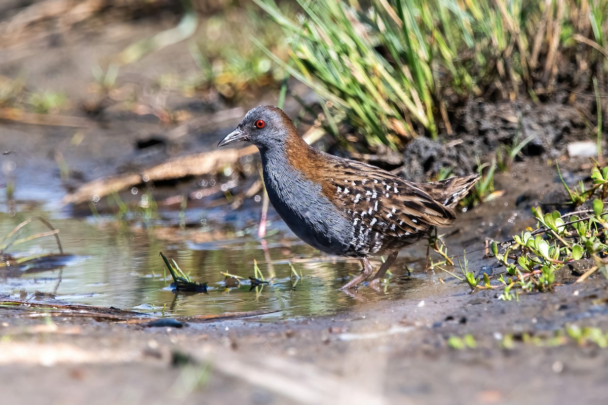 Dot-winged Crake - ML643908428