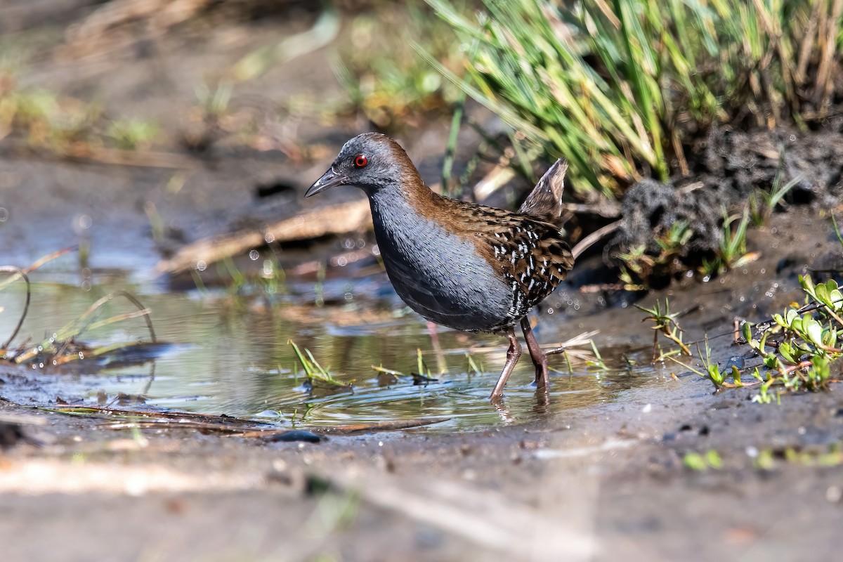 Dot-winged Crake - ML643908429