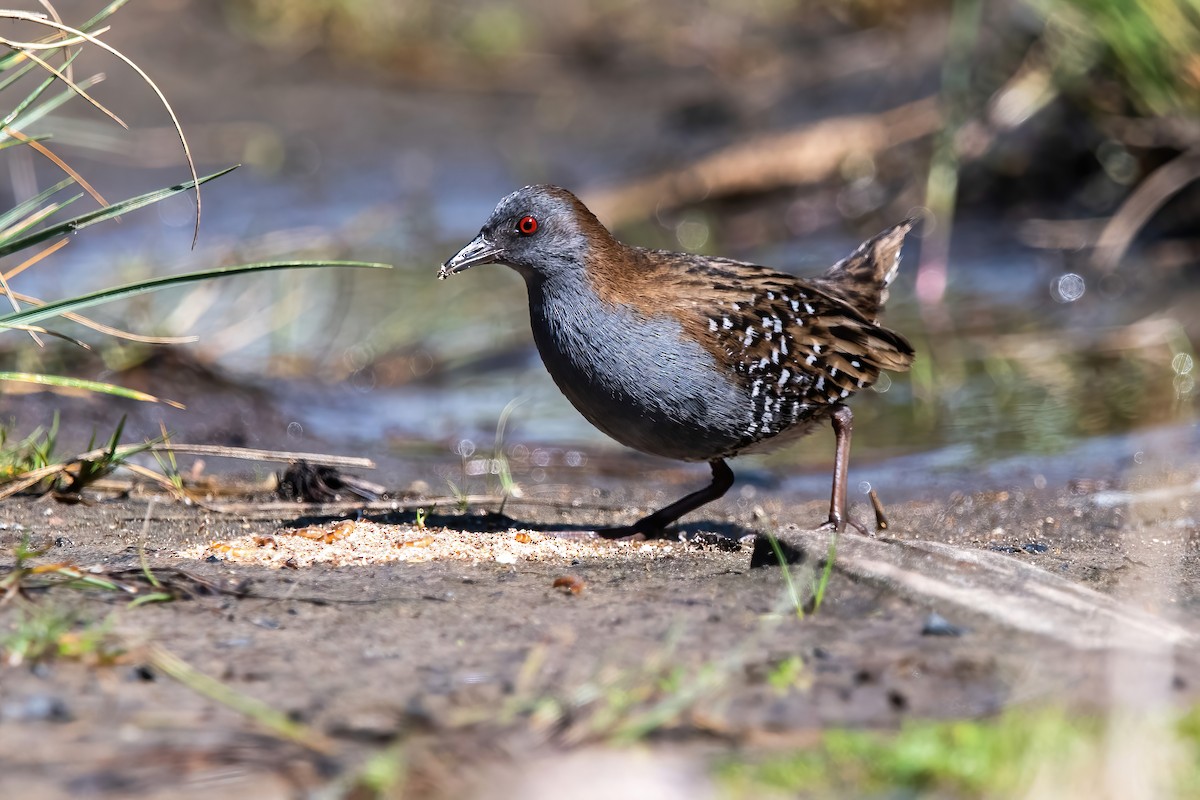 Dot-winged Crake - ML643908430