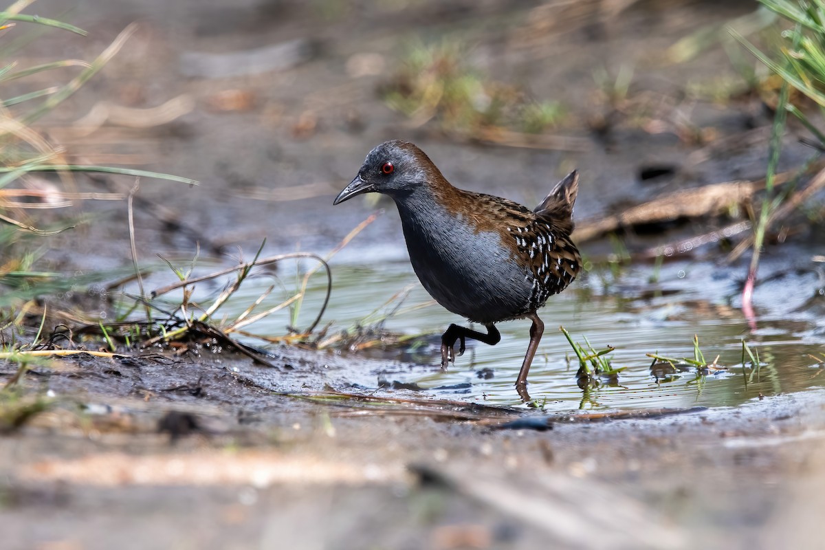 Dot-winged Crake - ML643908431