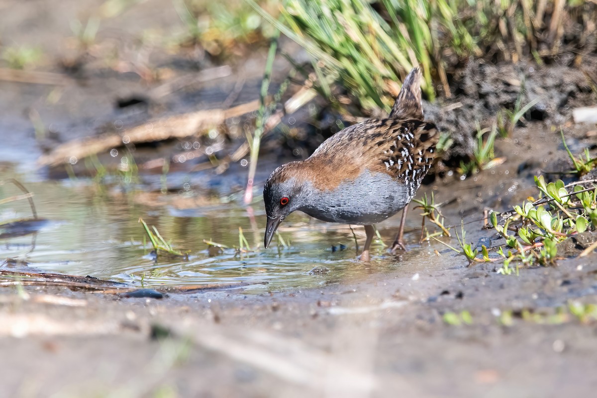 Dot-winged Crake - ML643908432