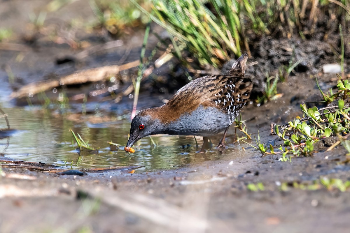 Dot-winged Crake - ML643908433
