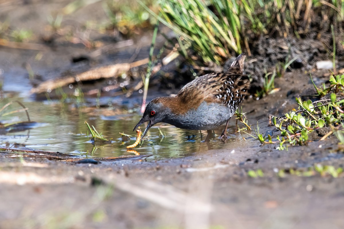 Dot-winged Crake - ML643908435
