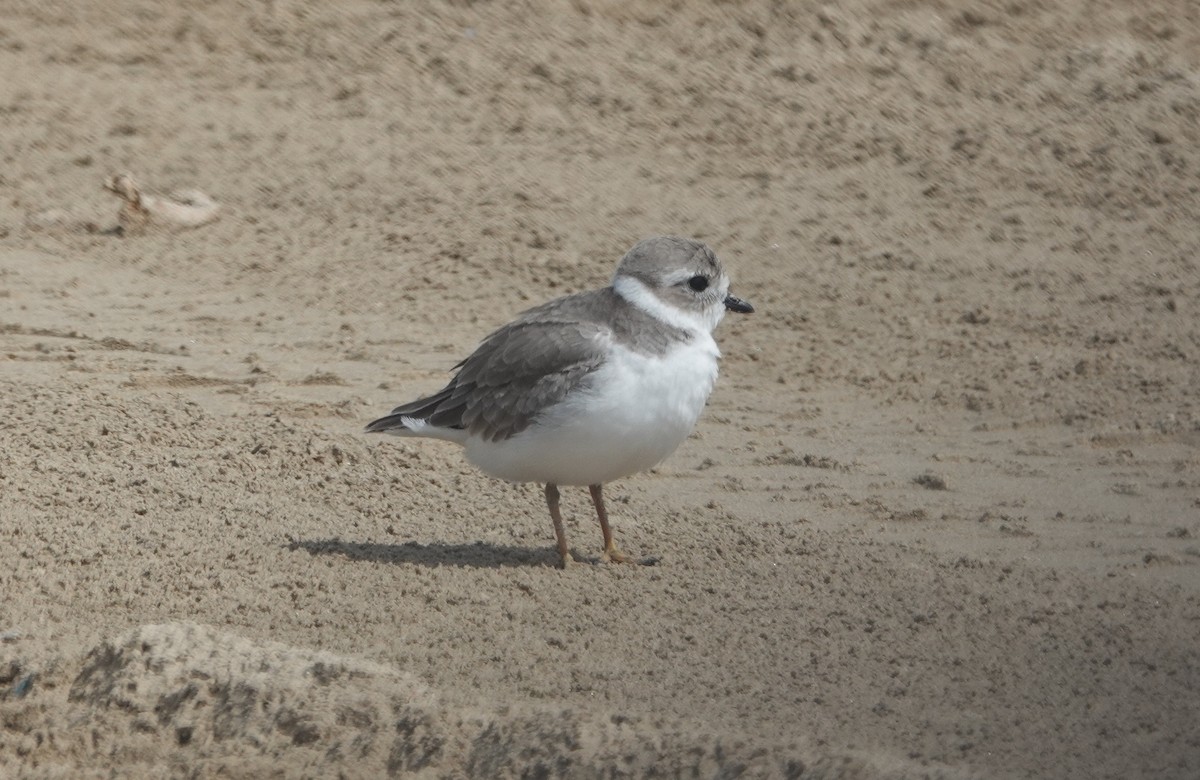 Piping Plover - ML643908441
