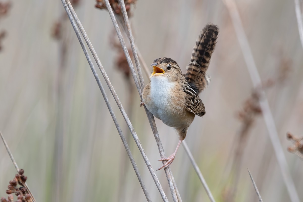 Grass Wren - ML643908452