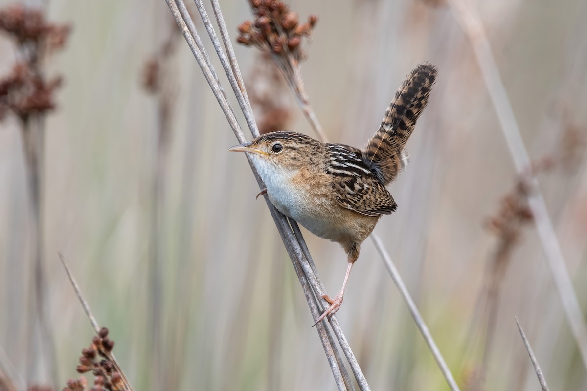 Grass Wren - ML643908454
