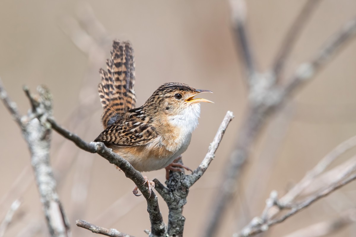 Grass Wren - ML643908455
