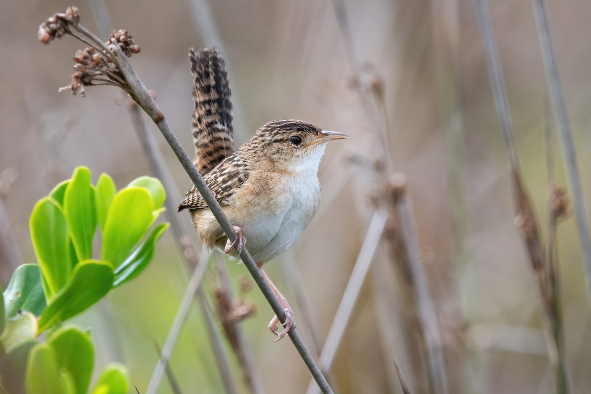 Grass Wren - ML643908456