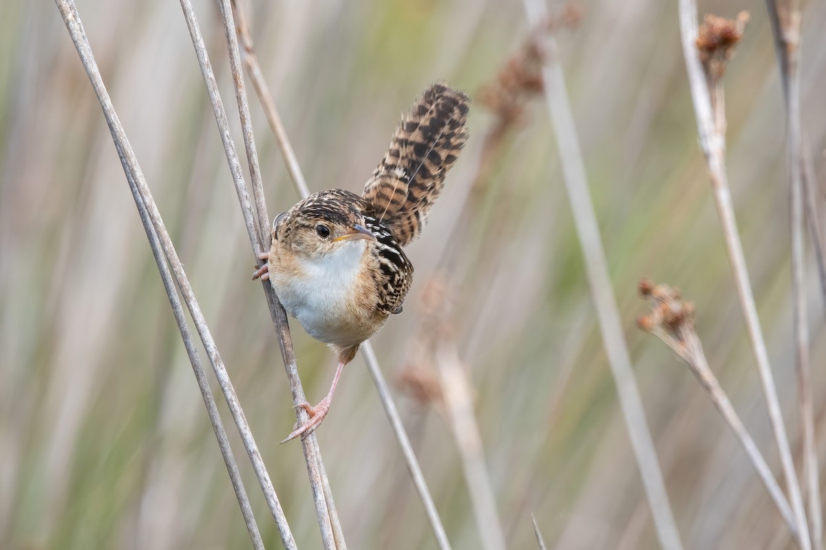 Grass Wren - ML643908457