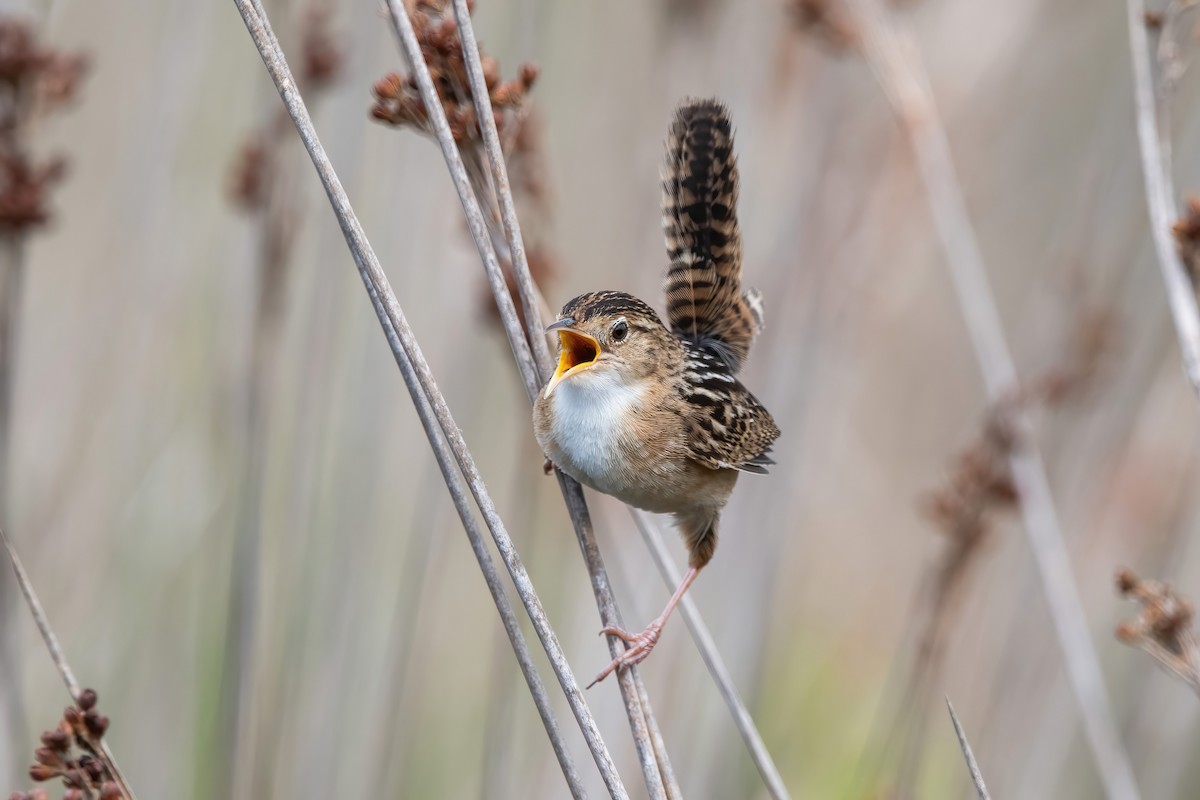 Grass Wren - ML643908458