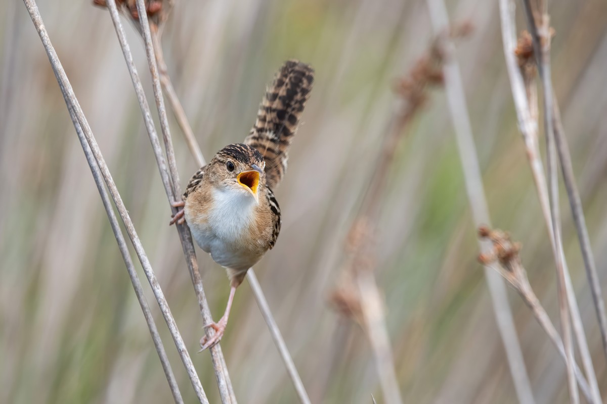 Grass Wren - ML643908459