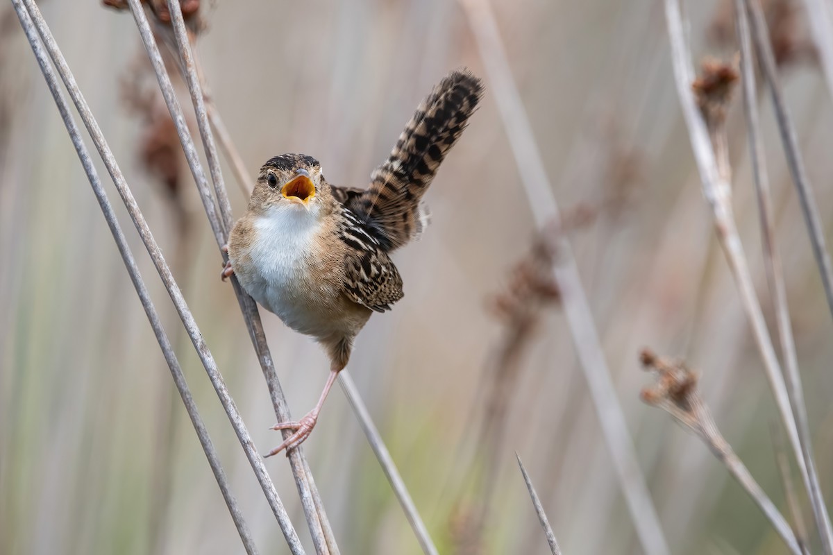 Grass Wren - ML643908460