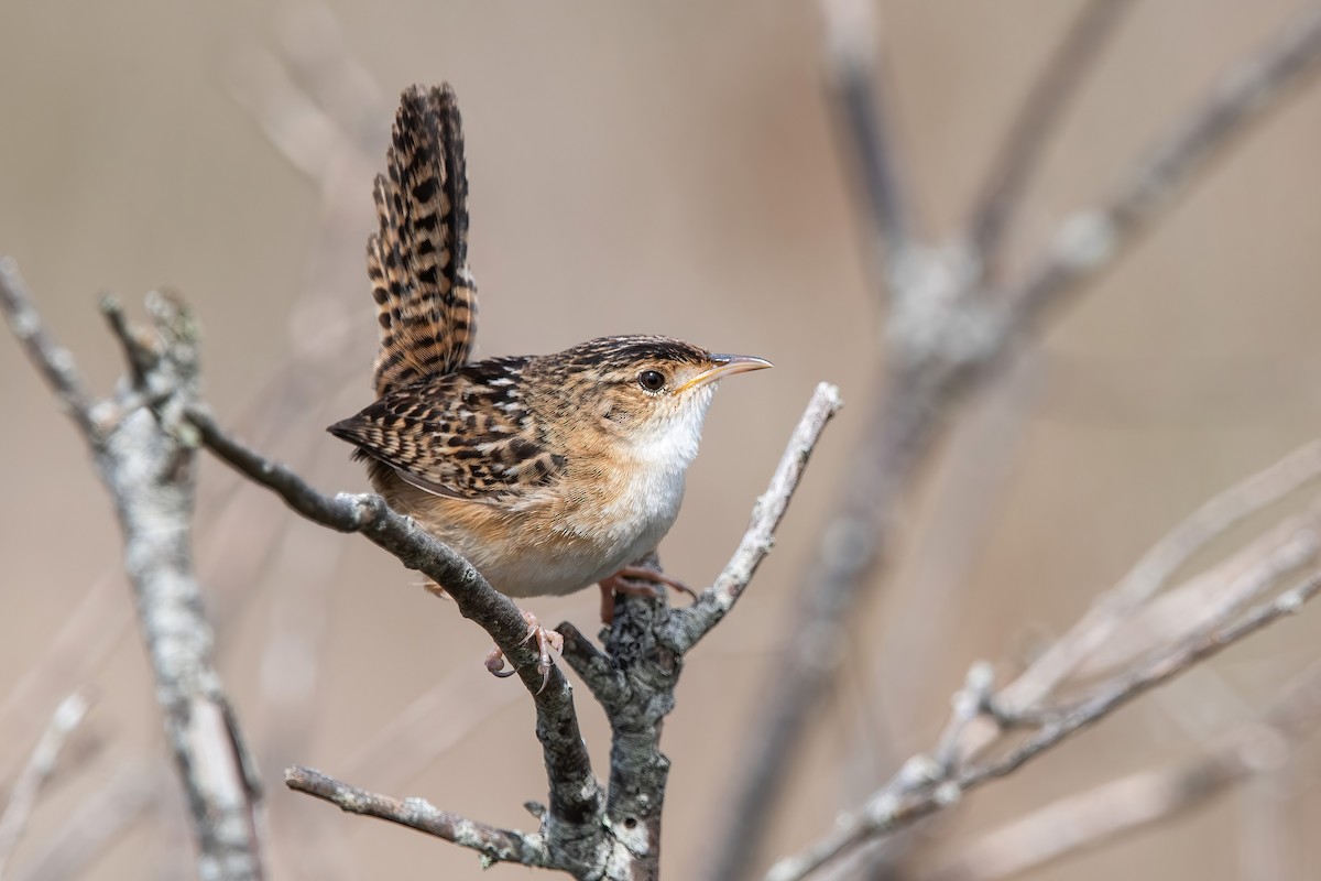 Grass Wren - ML643908461