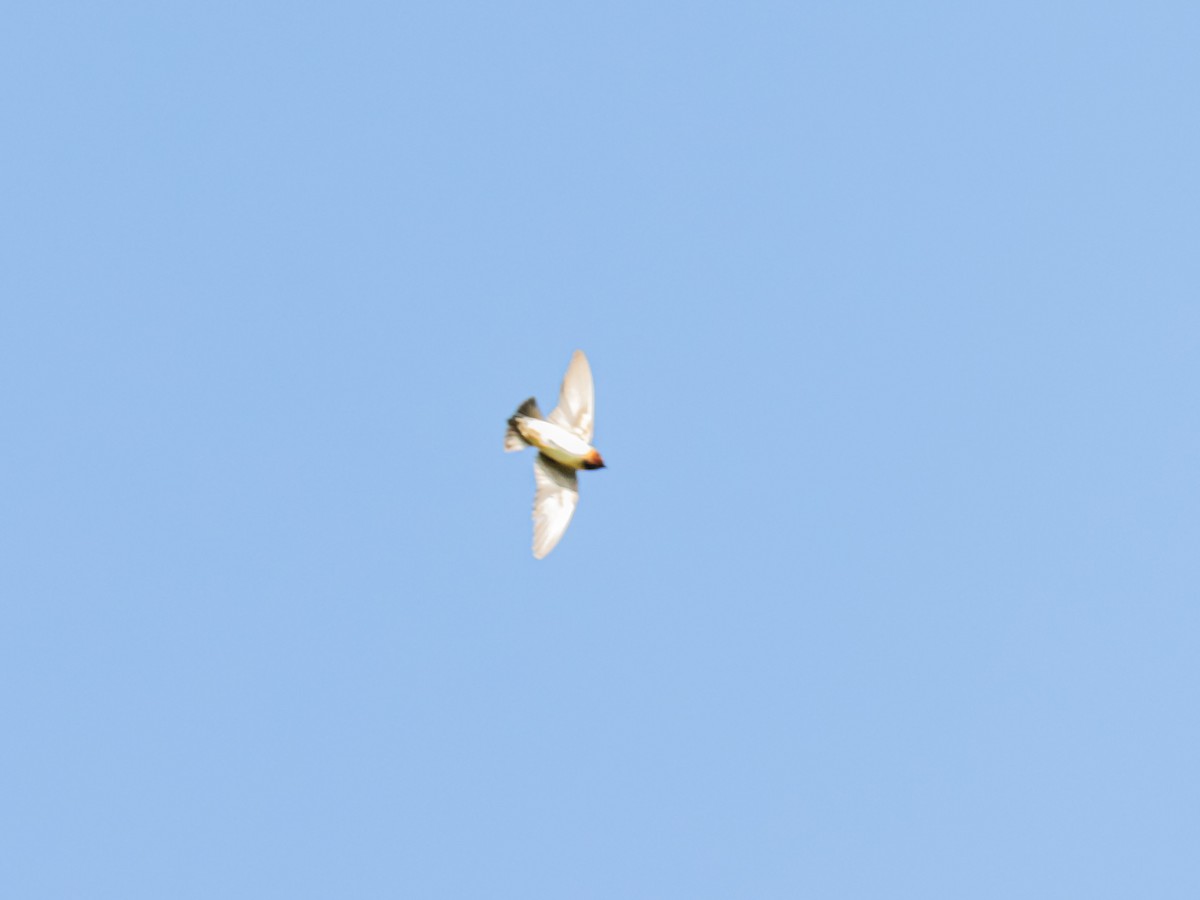 Cliff Swallow - ML643908469