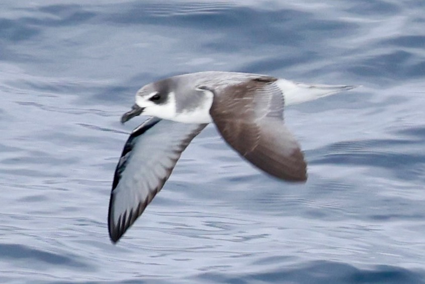 Şili Fırtınakuşu - ML643908471