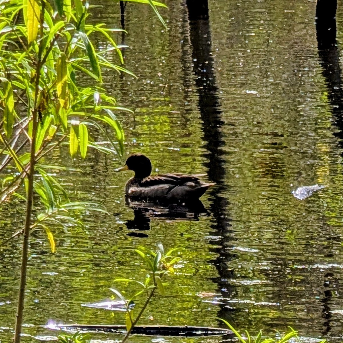 Yellow-billed Teal - ML643908477