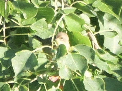 Common Yellowthroat - ML643908479
