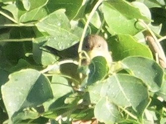 Common Yellowthroat - ML643908480