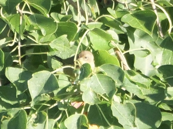 Common Yellowthroat - ML643908481