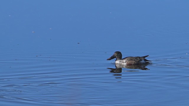 lžičák pestrý - ML643908488