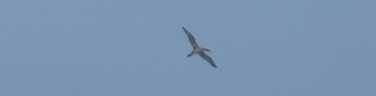 Northern Gannet - ML643908497
