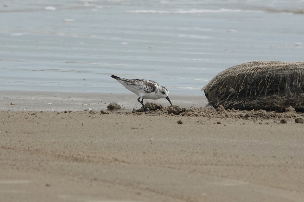 Sanderling - ML643908502