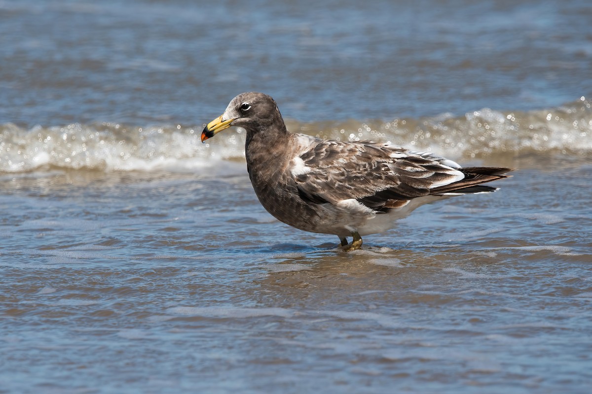Gaviota Cangrejera - ML643908503