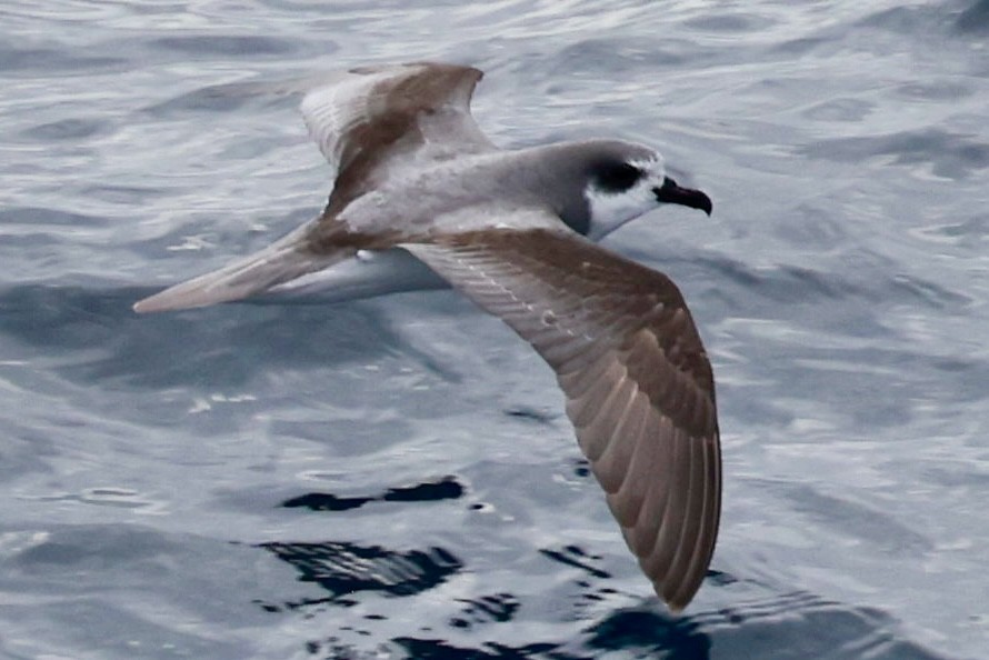 Şili Fırtınakuşu - ML643908518