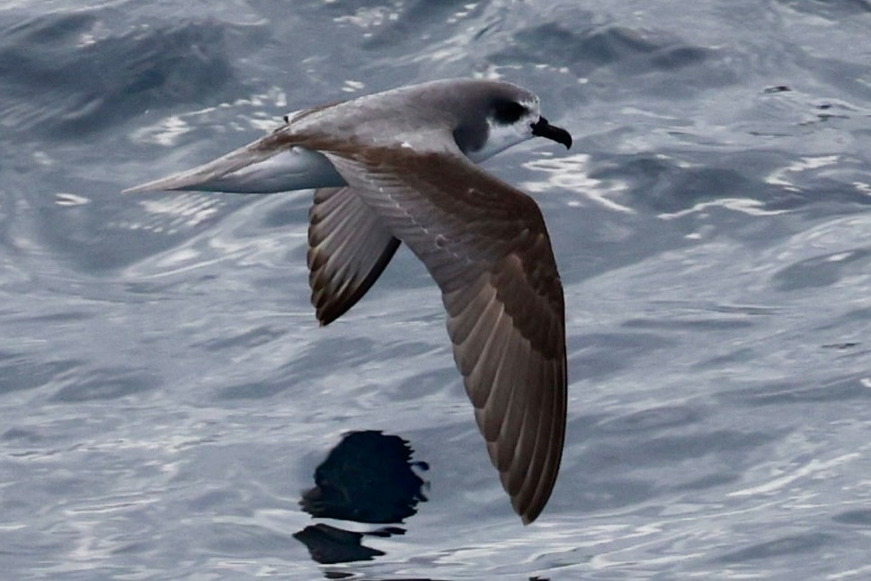 Şili Fırtınakuşu - ML643908519