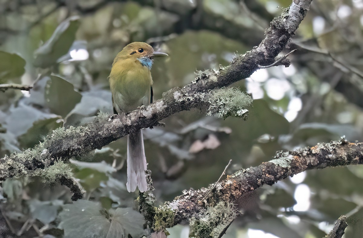 Blue-throated Motmot - ML643908528