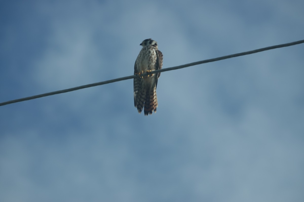 American Kestrel - ML643908529
