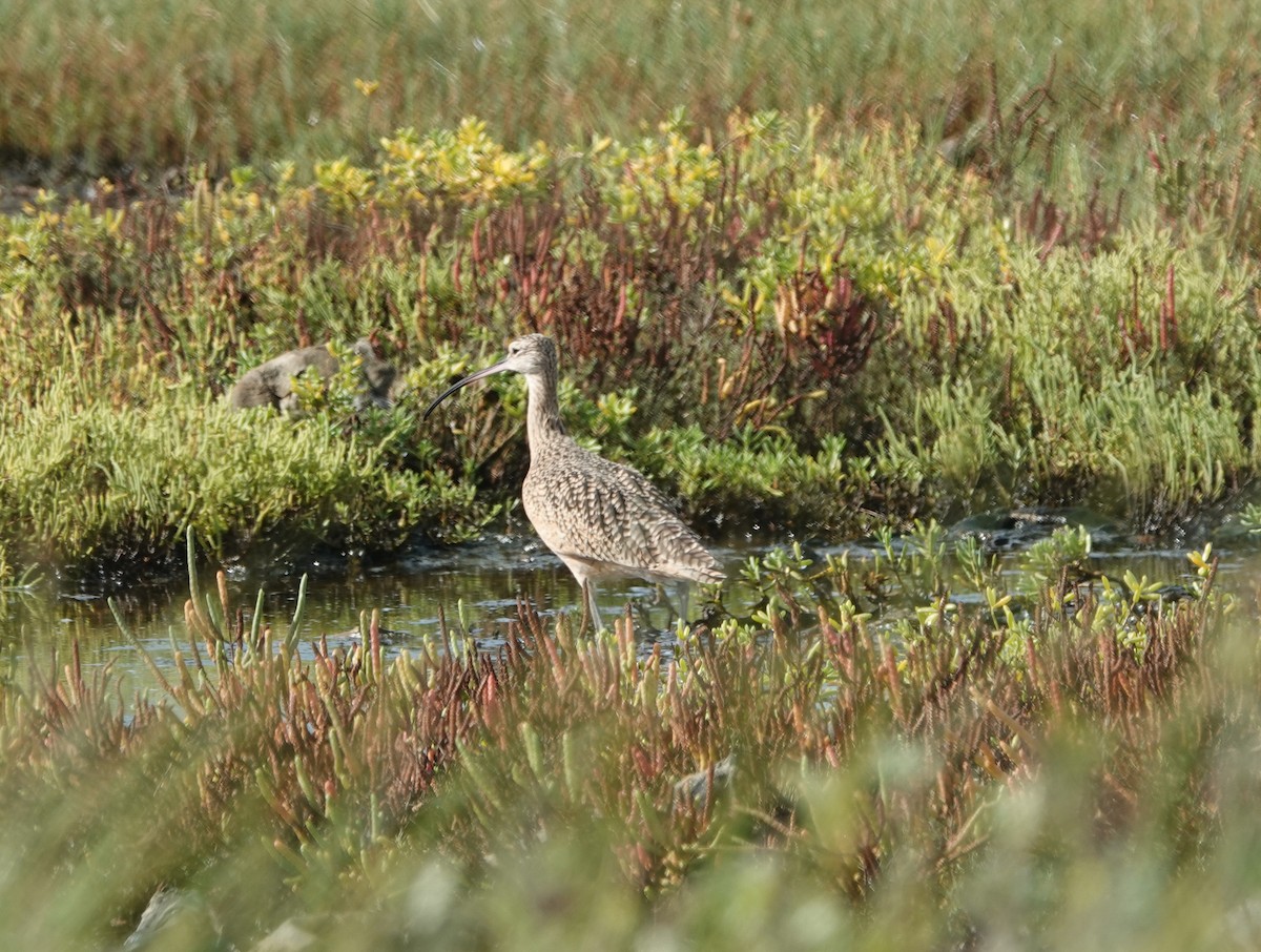 Long-billed Curlew - ML643908534