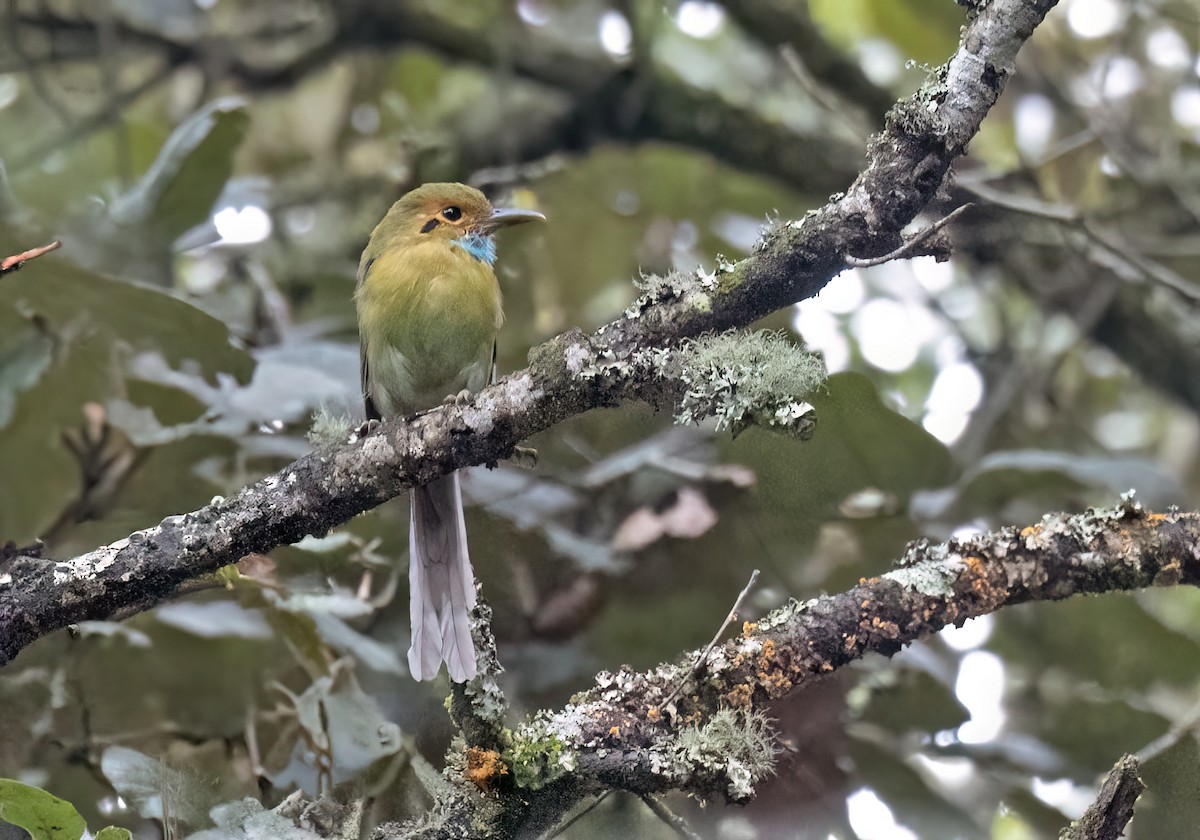 Blue-throated Motmot - ML643908541