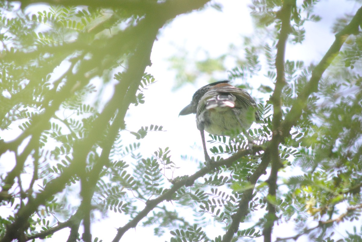 Black-crested Antshrike - ML643908552