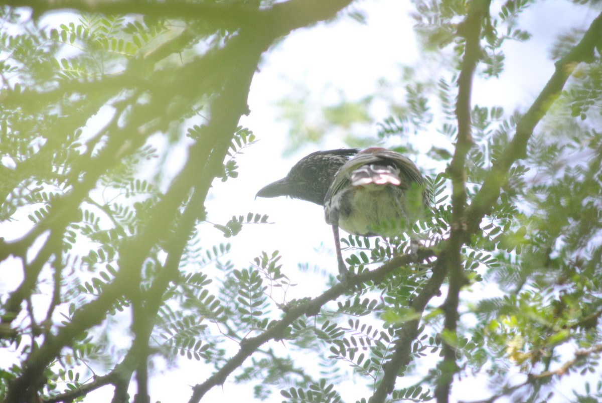 Black-crested Antshrike - ML643908553