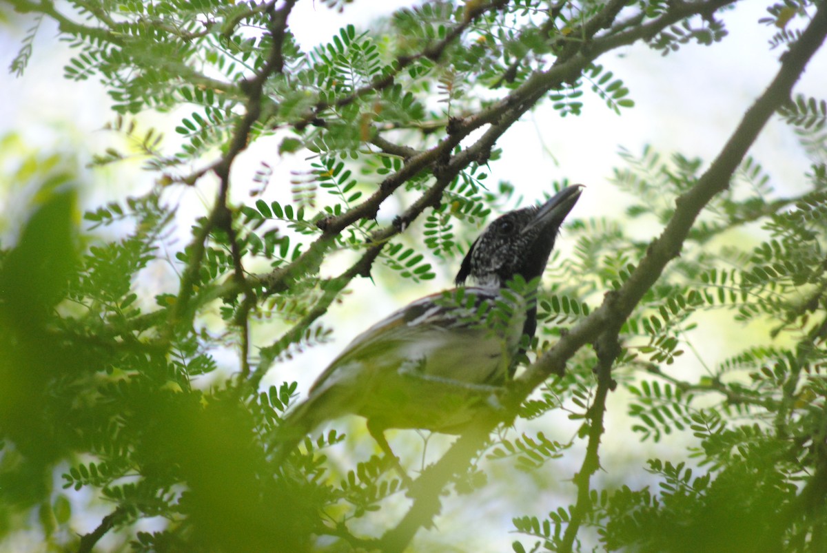 Black-crested Antshrike - ML643908554