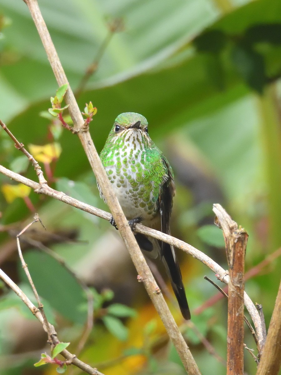 Green-tailed Trainbearer - ML643908563