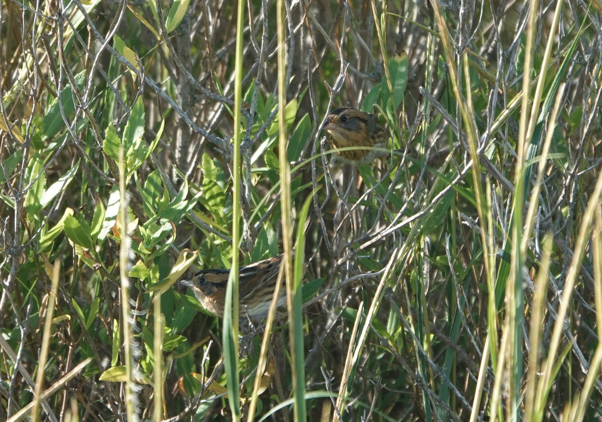 Nelson's Sparrow - ML643908571
