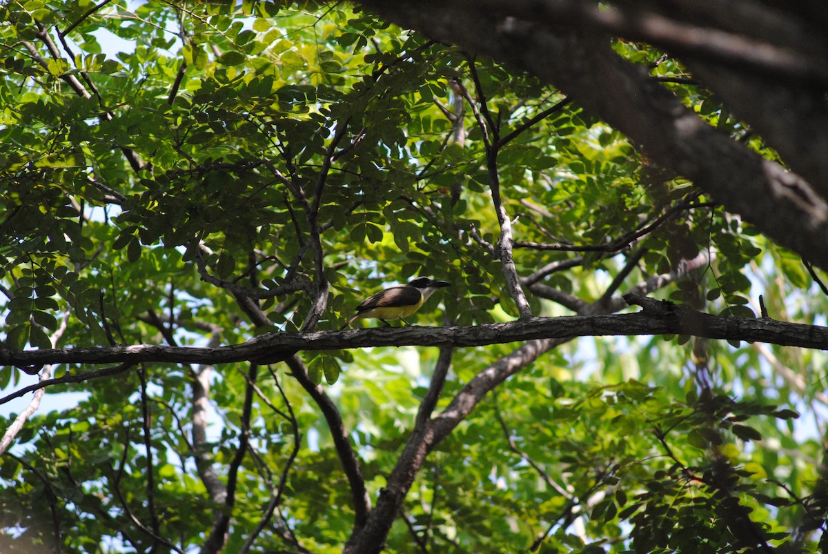 Boat-billed Flycatcher - ML643908573