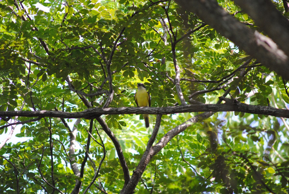Boat-billed Flycatcher - ML643908574