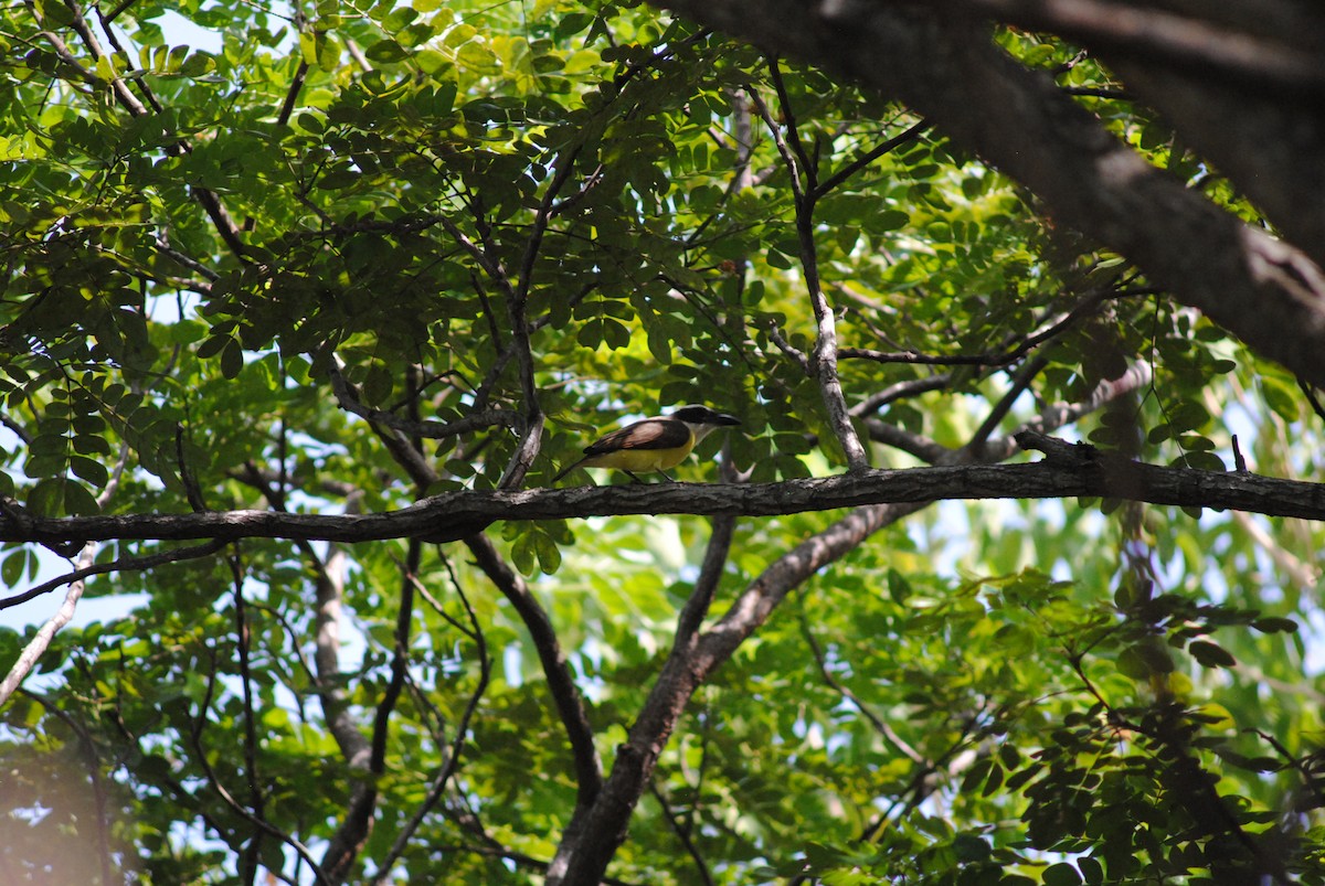 Boat-billed Flycatcher - ML643908575