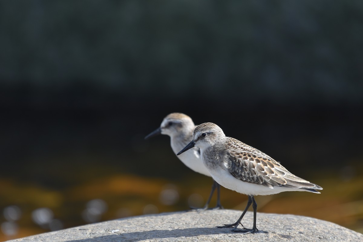Semipalmated Sandpiper - ML643908589