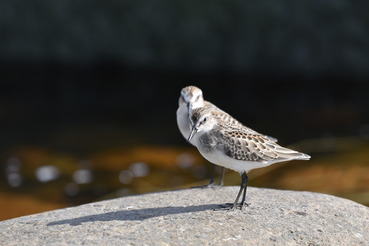 Semipalmated Sandpiper - ML643908590
