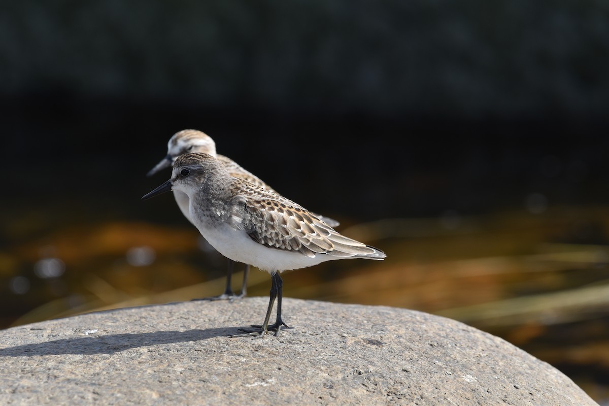Semipalmated Sandpiper - ML643908591