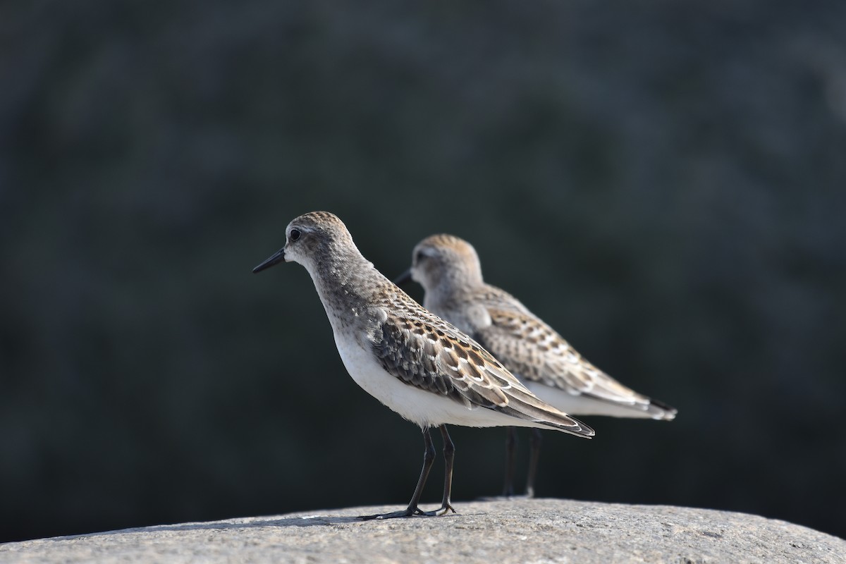 Semipalmated Sandpiper - ML643908592